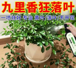 家庭养花用生根粉