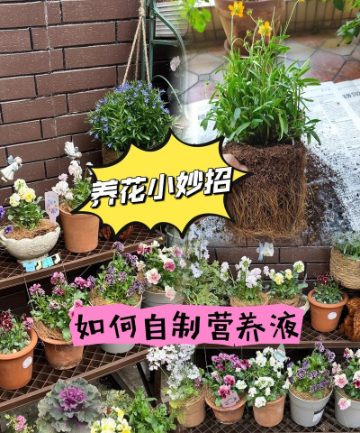 家庭养花用生根粉