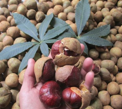 七叶树种子有什么药用