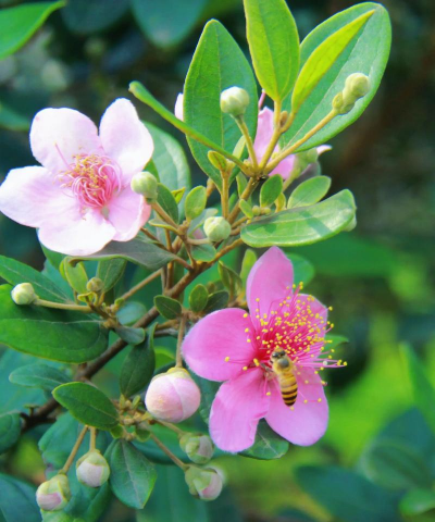 桃金娘是什么样的名字