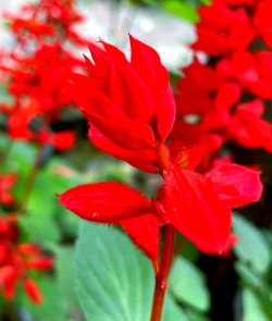 串红花的叶子是什么样的