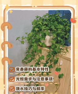 加纳利常春藤怎么修剪