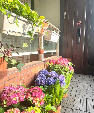 家庭养花用生根粉