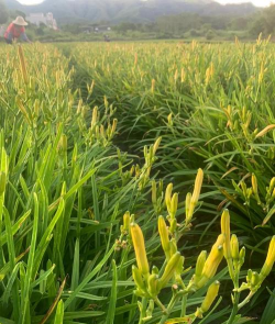 黄花菜叶子长什么样子