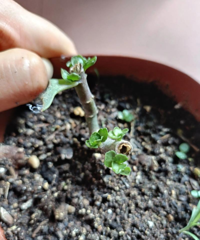 家庭养花用生根粉