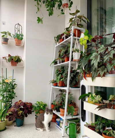 家庭养花用生根粉