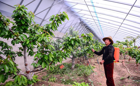 家庭养花用生根粉