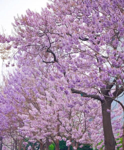 法国梧桐树花是什么颜色