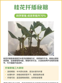 桂花如何扦插四川桂花价格