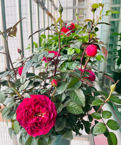 家庭养花用生根粉