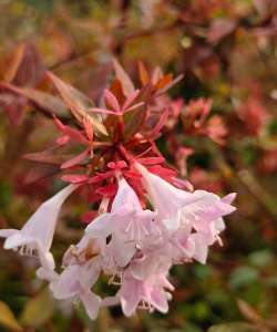 大花六道木什么时候结果