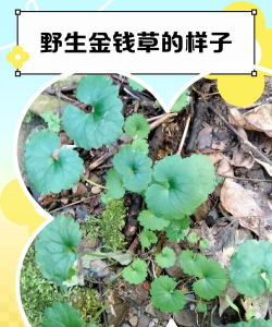 什么样的草叫金钱草