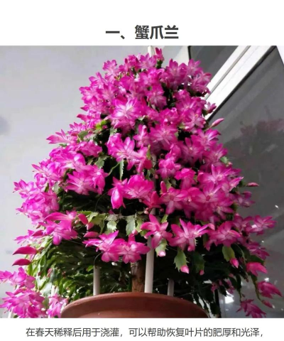 家庭养花用生根粉