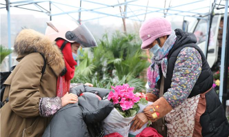 家庭养花用生根粉