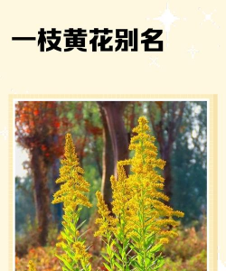 一枝黄花别名叫什么