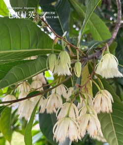 杜英的叶子是什么样的