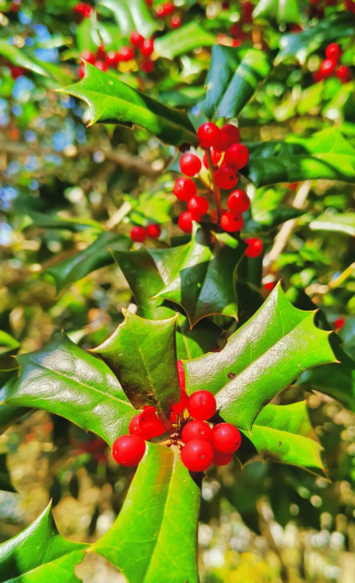 枸骨树江西省什么地方有