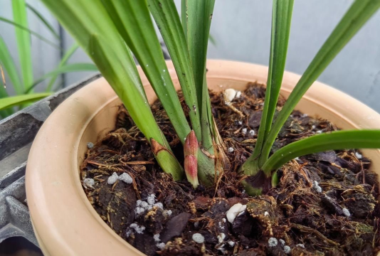 家庭养花用生根粉