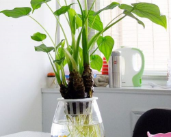 家庭养花用生根粉