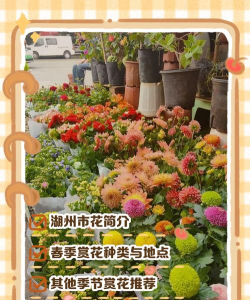 湖州市的市花是什么一花