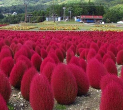 红地肤种子什么时间种植