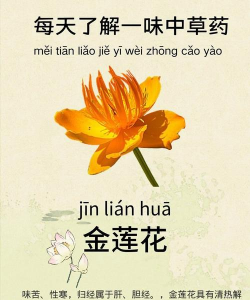 金莲花和莲花有什么区别