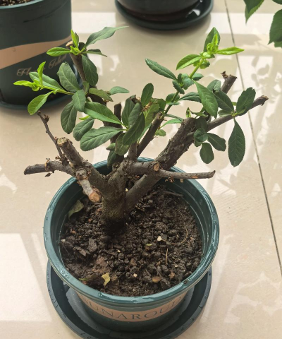 家庭养花用生根粉