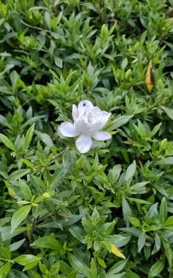 比栀子花叶小的叫什么花