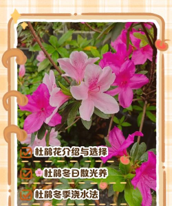 家养映山红如何过冬