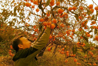 华北地区什么时侯摘柿孑