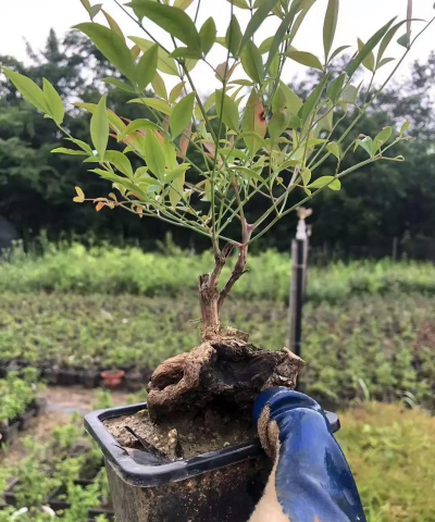 家庭养花用生根粉