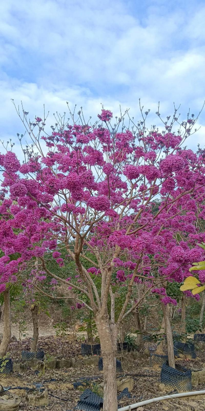 小美人是一种什么花儿