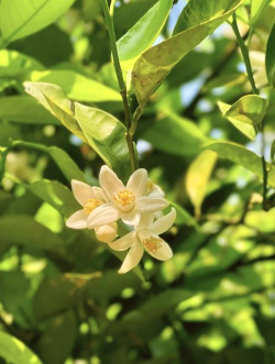 香橼树的花是什么样子的