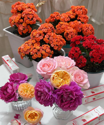 家庭养花用生根粉