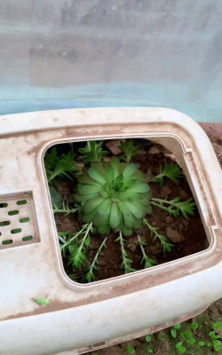 家庭养花用生根粉