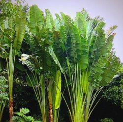 旅人蕉的叶子是什么样的