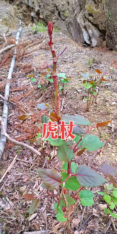 虎杖一般什么时间种植