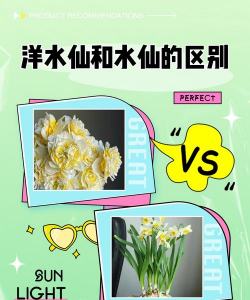 水仙和水仙花有什么区别