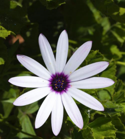 蓝目菊一般采用什么繁殖