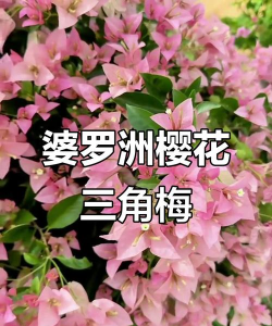 樱花三角梅花语是什么
