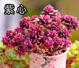 紫心多肉还叫什么名字