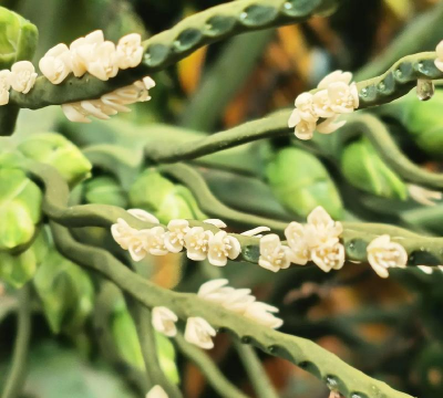 干槟榔上的花是什么样子