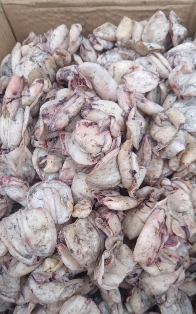 你到底是什么品种的乌子