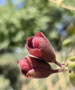 毛萼口红花容易得什么病