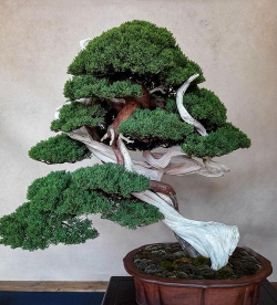 卧式龙柏怎么做盆景