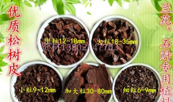 松树皮怎么发酵种多肉