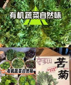 比苦菊叶子大的菜叫什么