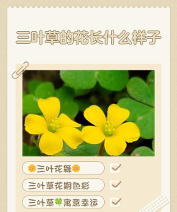 三叶草花是什么科