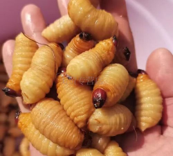 椰子竹有虫怎么办