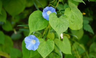 喇叭花的叶子叫什么名字